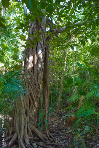 Rainforest jungle in Riviera Maya of Mexico