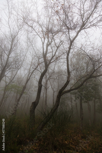 View of trees in the middle of a wood, with mist and fog, dark and mysterious mood