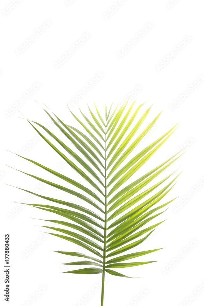 Fototapeta premium Green palm tree leaf on white background.