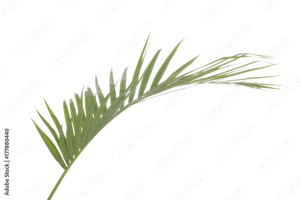 Naklejka premium Green palm tree leaf on white background.