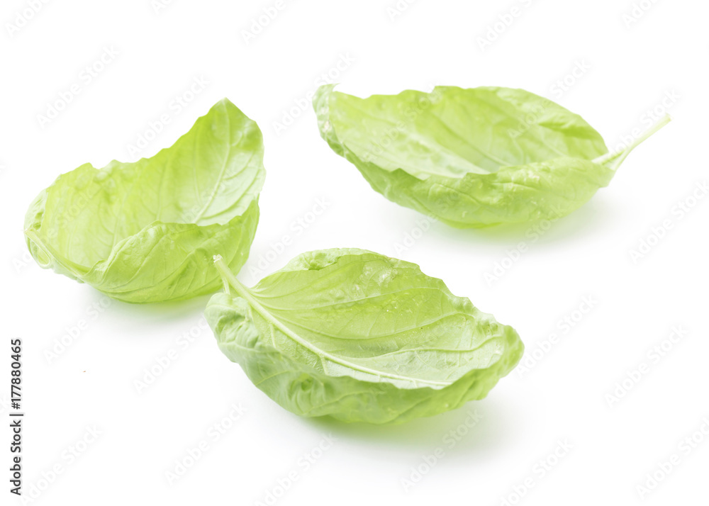Basil Basil