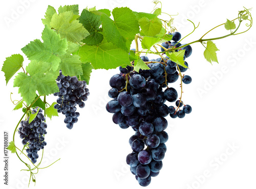 grappes de raisin et pampres de vigne, fond blanc