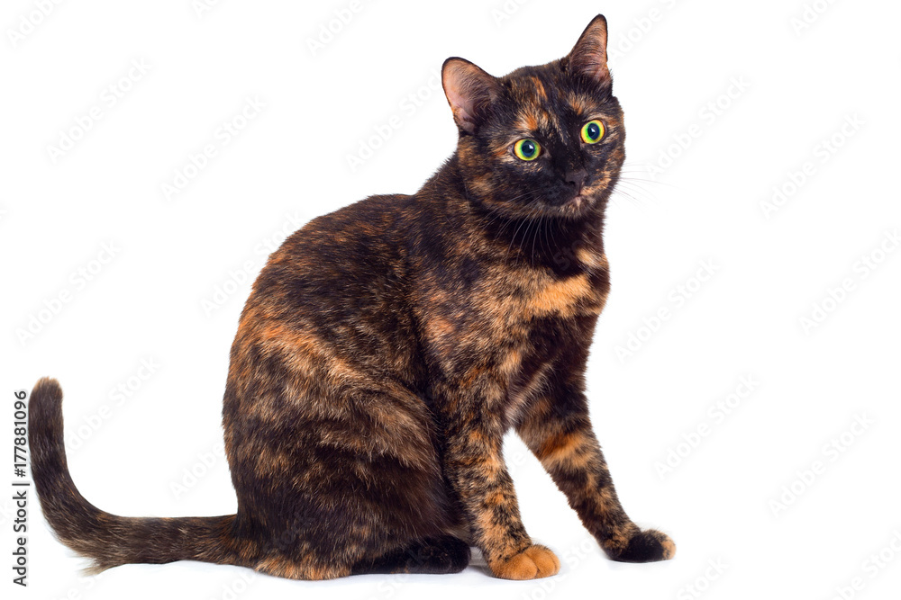 Tortoise cat on a white background.