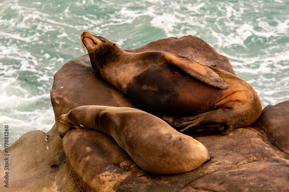 Fototapeta premium Sea lions sleeping on rocks