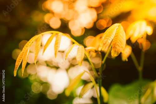 green plant with yelloe bokeh  from sunrise  spring background