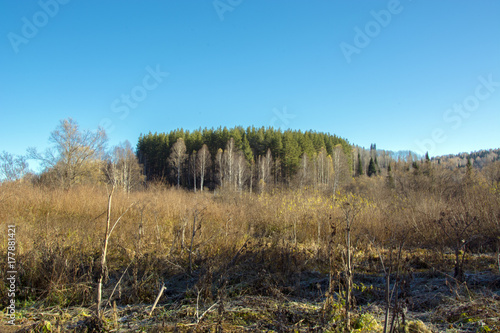 morning in the forest