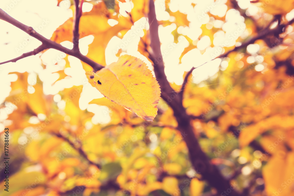 Autumn leaves Autumn leaves