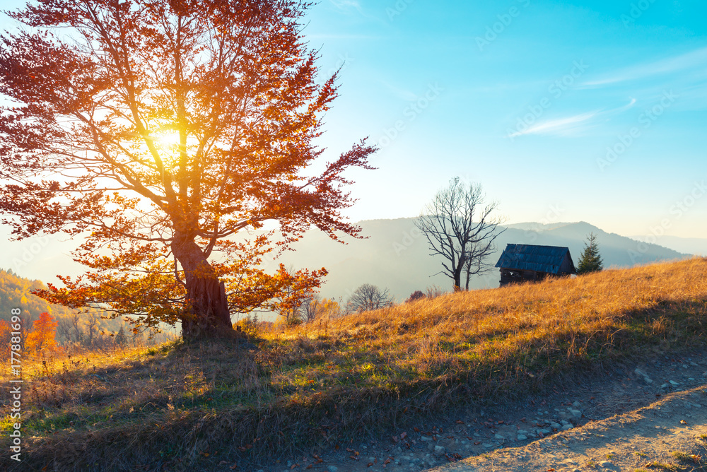 Naklejka premium the mountain autumn landscape with colorful forest