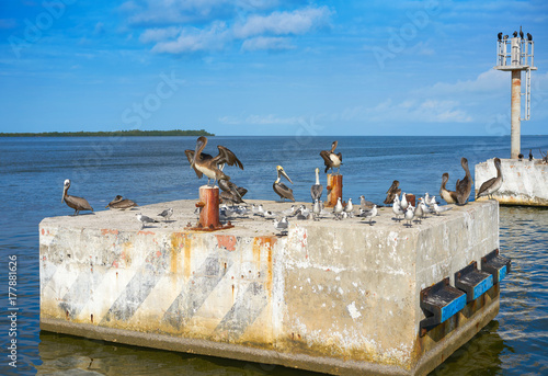 Chiquila port sea gulls and Pelicans in Mexico photo