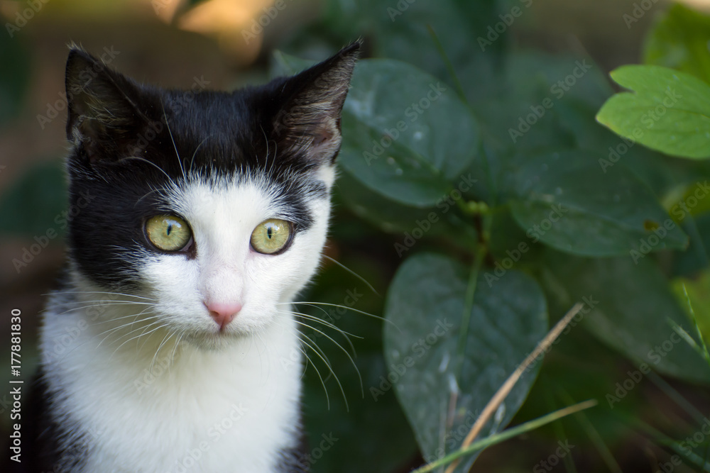 Portrait of black and white cat with leaves in the background