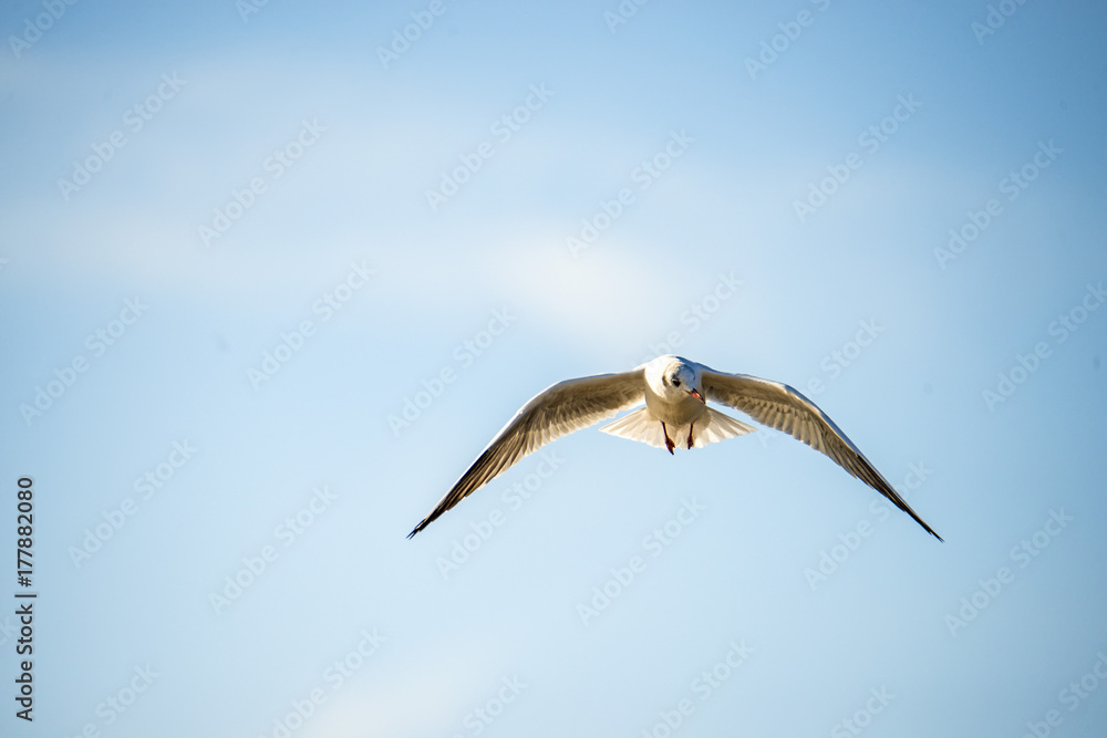 Lachmöwe beim Flug über die polmische Ostseeküste