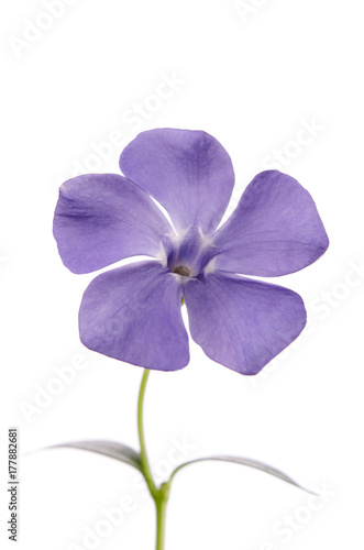 Periwinkle flower isolated on white background