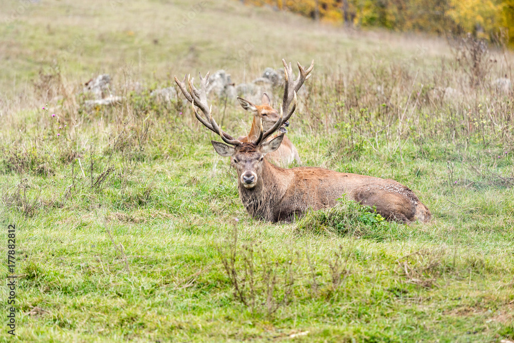 Obraz premium Portrait of majestic powerful adult red deer stag in Autumn Fall forest with his doe in background