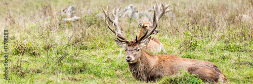 Portrait of majestic powerful adult red deer stag in Autumn Fall forest with his doe in background