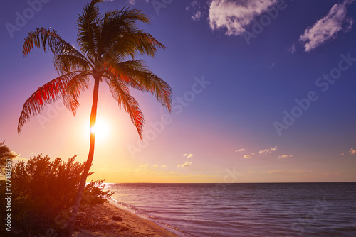 Fototapeta Naklejka Na Ścianę i Meble -  Holbox beach sunset palm tree Mexico