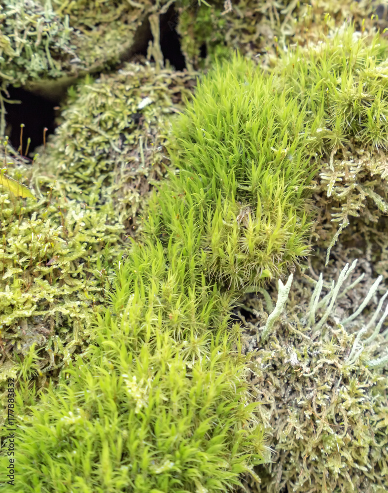 ground cover vegetation ground cover vegetation