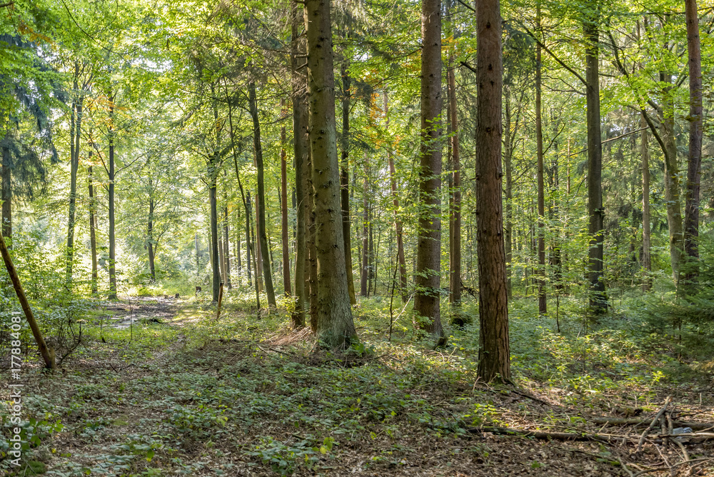 idyllic forest scenery