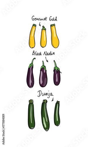 Hand drawn vegetables