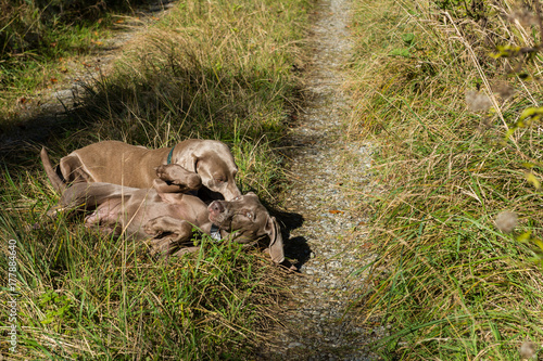 Spielende Jagdhunde