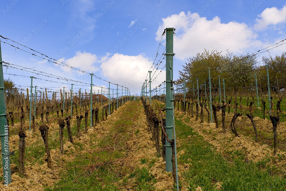 Fototapeta premium Vineyard rows in spring with blue sky. Spring wineyard landscape in southern moravia wine region.