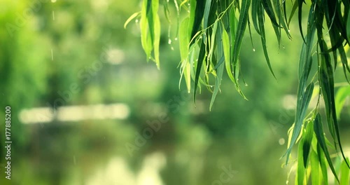  fresh green branch leaves of Eucalyptus tree near the river ,4K Dci resolution