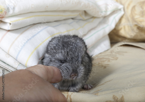 Baby pet Chinchilla interacts with human hand