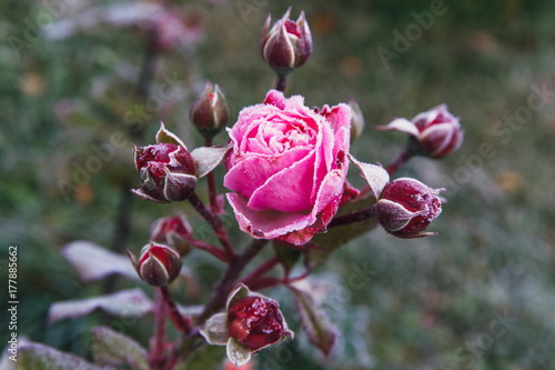 Winter in the garden. Hoarfrost on the petals of a pink rose, the first frost. photo