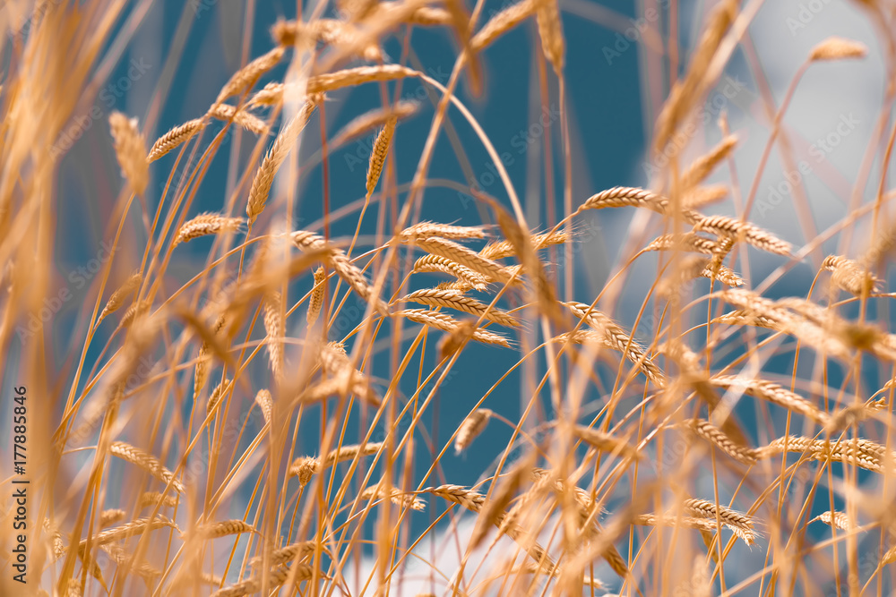 Fototapeta premium Ears of golden wheat closeup. Wheat field