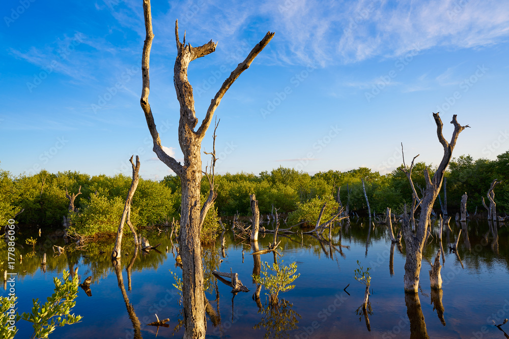 Holbox Island mangroove Quintana Roo Mexico Holbox Island mangroove Quintana Roo Mexico