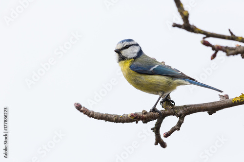blue tit (Parus caeruleus) sitting on branch