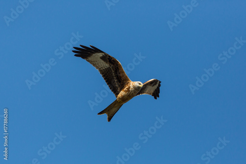 flying red kite (milvus milvus) with blue sky