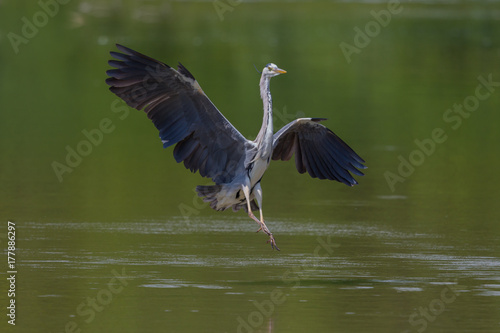 gray heron (ardea cinerea) spread wings landing in green water © Pascal Halder