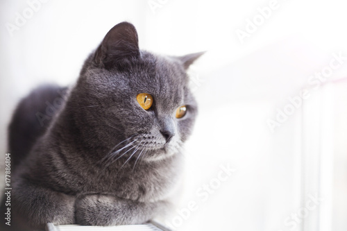 Portrait of a british shorthair cat with expressive orange eyes at home .