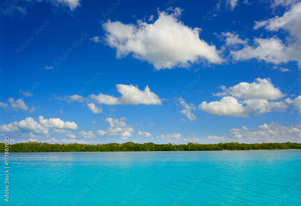 Holbox Island beach mangroove in Mexico