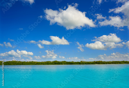 Holbox Island beach mangroove in Mexico