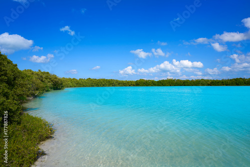 Holbox Island beach mangroove in Mexico