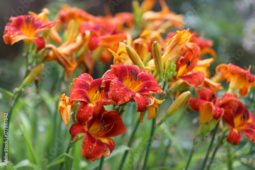 Lush flowering of the red-headed daylily in the summer garden. photo