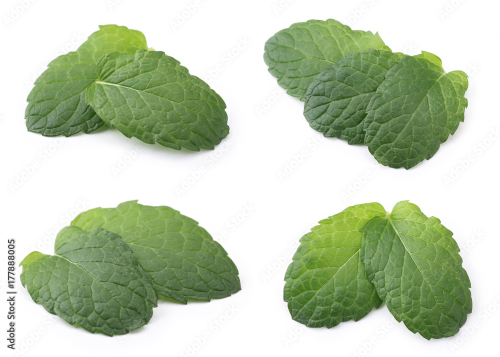 Fresh Mint Leaf Fresh Mint Leaf
