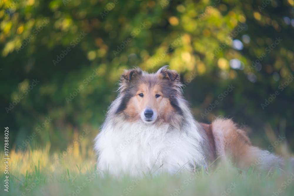 Beautiful portrait of a border collie lying
