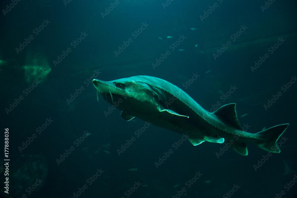 Fototapeta premium Large sturgeon fish swimming in aquarium