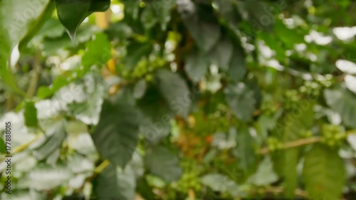 A coffee farm produces a large amount of coffee beans.