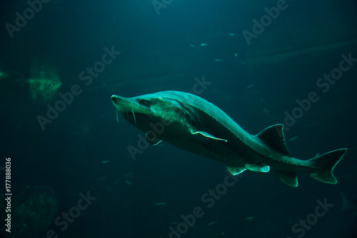 Large sturgeon fish swimming in aquarium photo