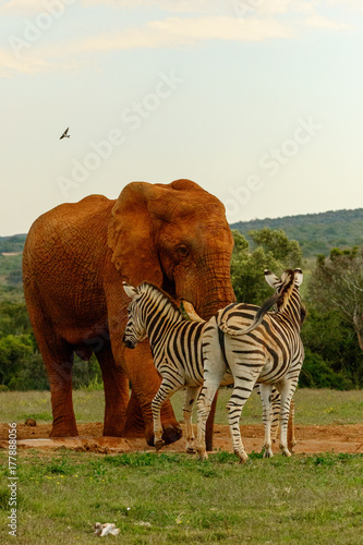 Fototapeta Naklejka Na Ścianę i Meble -  Elephant chasing the Zebras