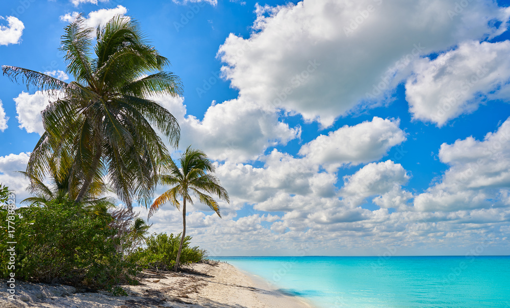 Holbox Island paradise beach palm tree Mexico