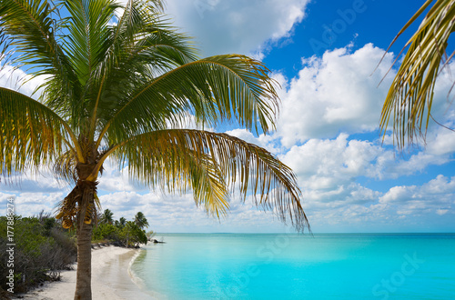 Fototapeta Naklejka Na Ścianę i Meble -  Holbox Island paradise beach palm tree Mexico