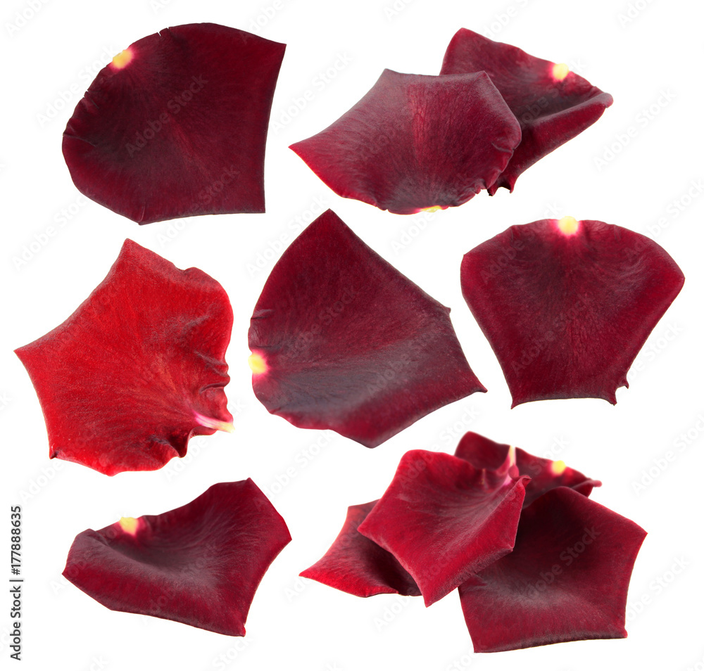 Set of red rose petals isolated on white background Set of red rose petals isolated on white background