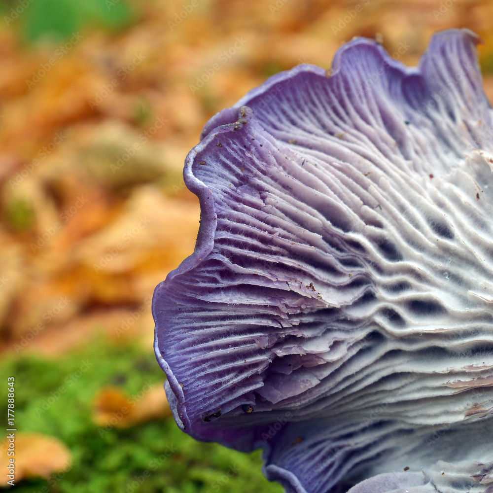 Obraz premium clitocybe nuda mushroom