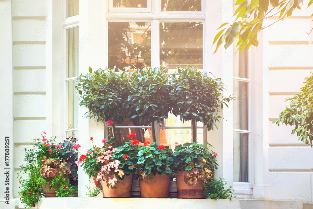 Naklejka premium Plants in pots on a window sill