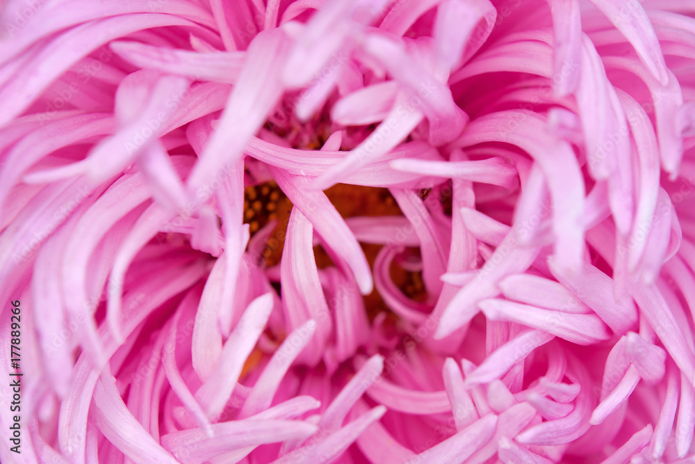 Closeup view of beautiful pink aster