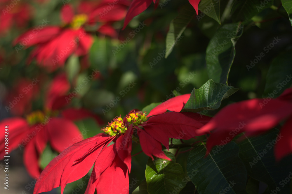 Poinsetia,the Christmas flower Poinsetia,the Christmas flower